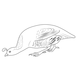 California Quail 8 Free Coloring Page for Kids