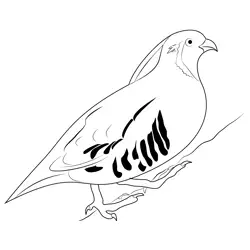 California Quail 9 Free Coloring Page for Kids