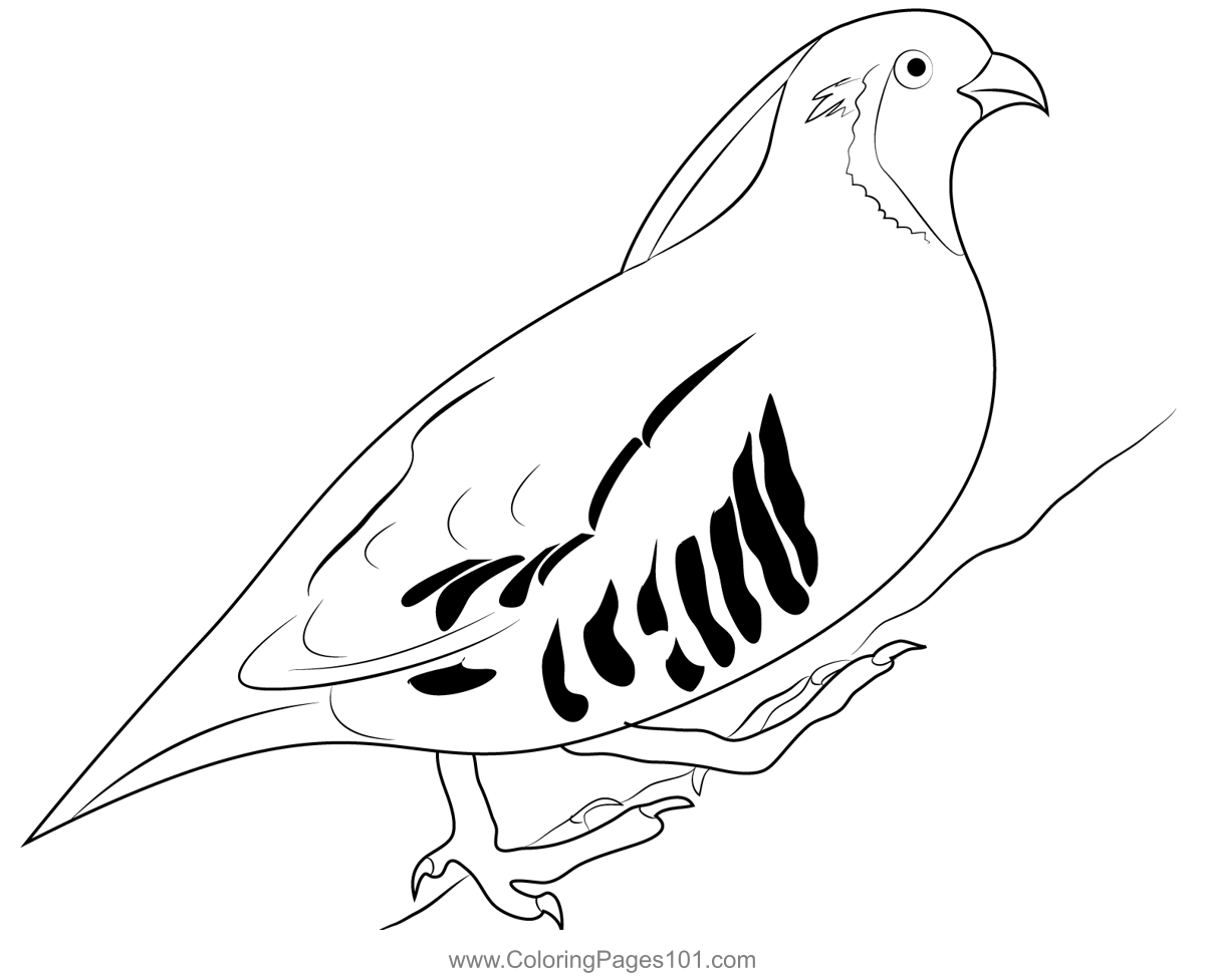 California Quail 9 Coloring Page for Kids - Free Quails Printable