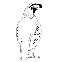 California Quail Back Free Coloring Page for Kids