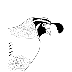 California Quail Bird Face Free Coloring Page for Kids