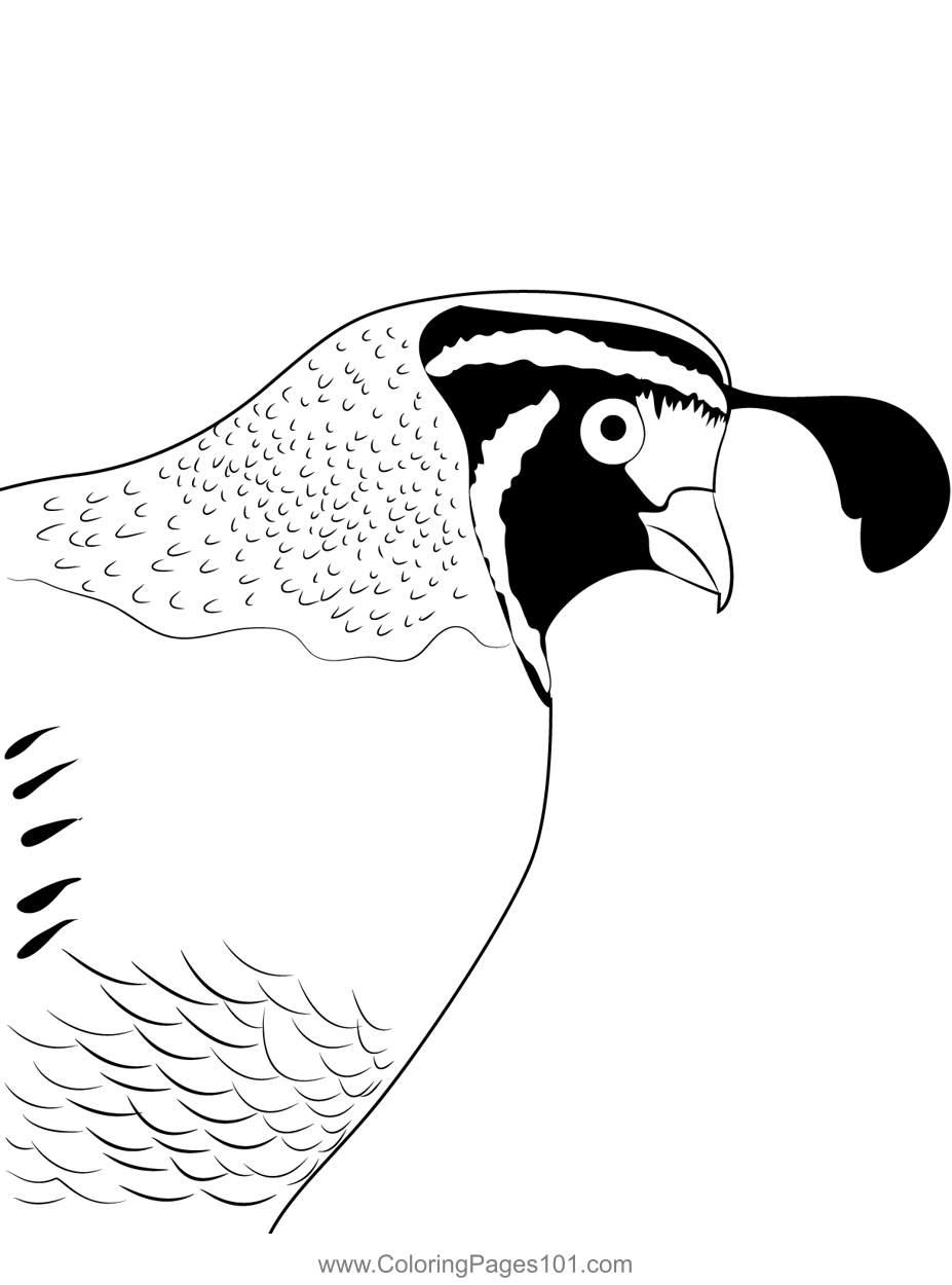 California Quail Bird Face Coloring Page for Kids - Free Quails ...