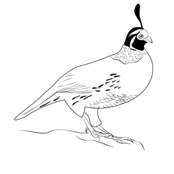 California Quail Bird Free Coloring Page for Kids