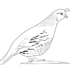 California Quail Female Free Coloring Page for Kids