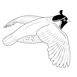 California Quail Flight Free Coloring Page for Kids