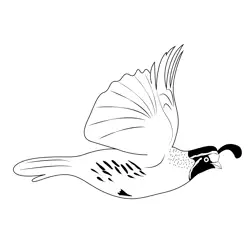 California Quail Fly Free Coloring Page for Kids