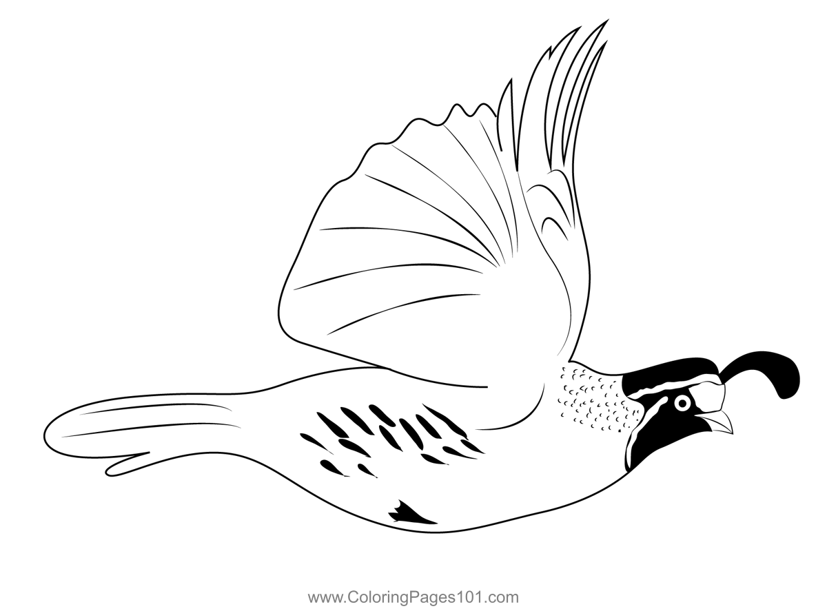 California Quail Fly Coloring Page for Kids - Free Quails Printable