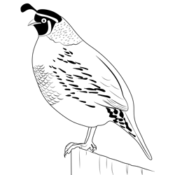 California Quail Lewis Free Coloring Page for Kids