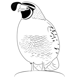 California Quail Male Free Coloring Page for Kids