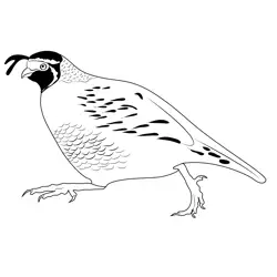 California Quail Run Free Coloring Page for Kids