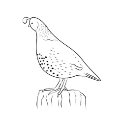 Californian Quail Sitting Free Coloring Page for Kids