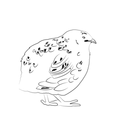 Common Quail 1 Free Coloring Page for Kids