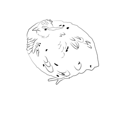 Common Quail 4 Free Coloring Page for Kids