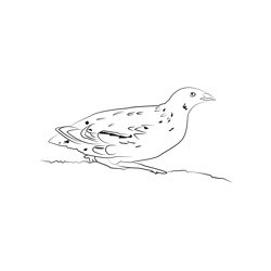 Common Quail 5 Free Coloring Page for Kids