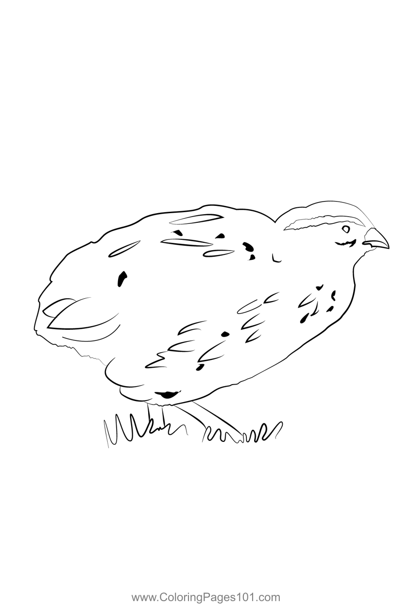 Common Quail 6 Coloring Page for Kids - Free Quails Printable Coloring