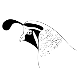 Quail Bird 4 Free Coloring Page for Kids