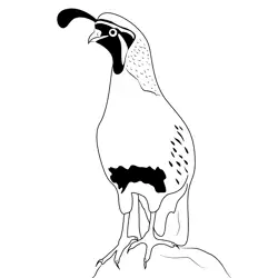 Quail Bird Free Coloring Page for Kids