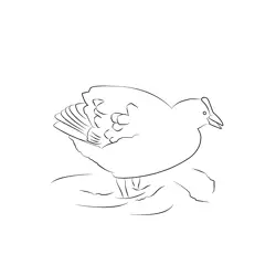 Coot 1 Free Coloring Page for Kids