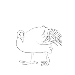 Coot 2 Free Coloring Page for Kids
