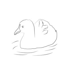Coot 3 Free Coloring Page for Kids