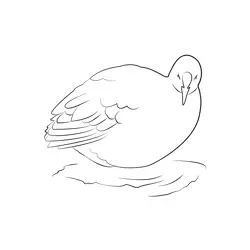 Coot 4 Free Coloring Page for Kids