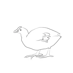 Coot 5 Free Coloring Page for Kids