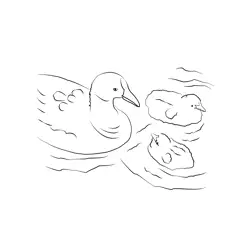 Coot 6 Free Coloring Page for Kids