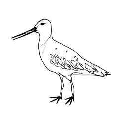 Bar tailed Godwit 1 Free Coloring Page for Kids