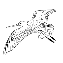 Bar tailed Godwit 2 Free Coloring Page for Kids