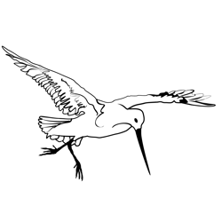 Bar tailed Godwit 3 Free Coloring Page for Kids