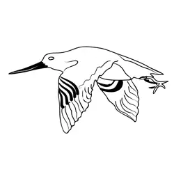 Bar tailed Godwit 4 Free Coloring Page for Kids