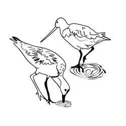 Bar tailed Godwit 5 Free Coloring Page for Kids