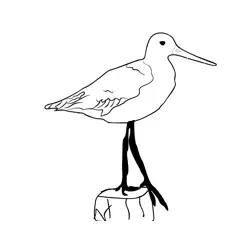 Black tailed Godwit 1 Free Coloring Page for Kids