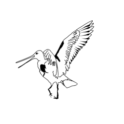 Black tailed Godwit 2 Free Coloring Page for Kids