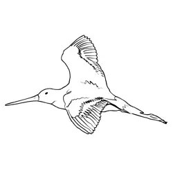 Black tailed Godwit 3 Free Coloring Page for Kids
