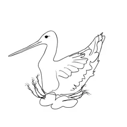 Black tailed Godwit 4 Free Coloring Page for Kids