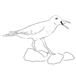 Common Sandpiper 1 Free Coloring Page for Kids
