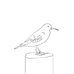Common Sandpiper 2 Free Coloring Page for Kids