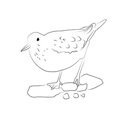 Common Sandpiper 3 Free Coloring Page for Kids