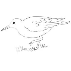 Common Sandpiper 4 Free Coloring Page for Kids