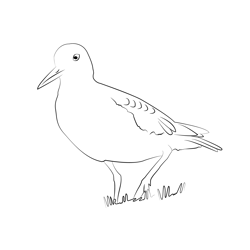 Common Sandpiper 5 Free Coloring Page for Kids