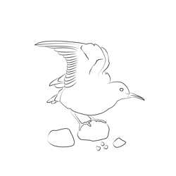 Common Sandpiper 6 Free Coloring Page for Kids