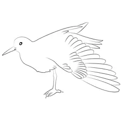 Common Sandpiper 7 Free Coloring Page for Kids