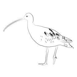 Curlew 1 Free Coloring Page for Kids