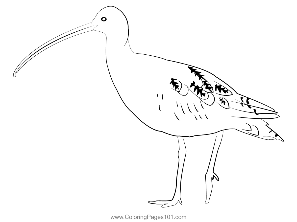 Curlew 1 Coloring Page for Kids - Free Sandpipers Printable Coloring