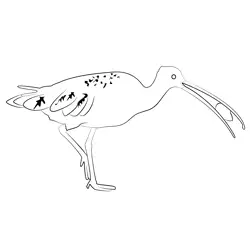 Curlew 3 Free Coloring Page for Kids