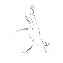 Curlew 4 Free Coloring Page for Kids