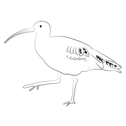 Curlew 5 Free Coloring Page for Kids