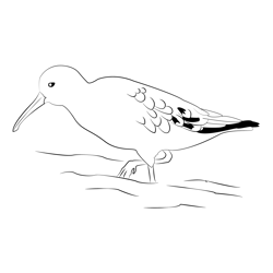 Curlew Sandpiper 2 Free Coloring Page for Kids