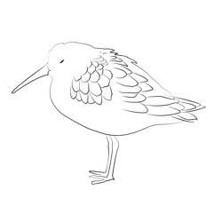 Curlew Sandpiper 4 Free Coloring Page for Kids